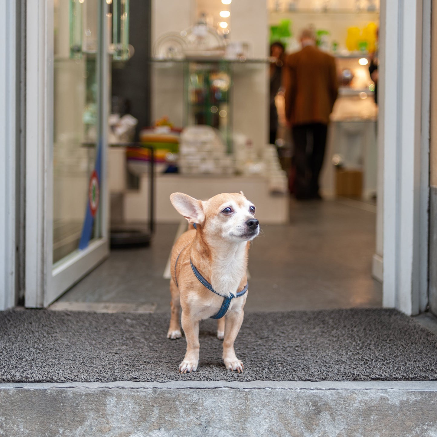 New Puppy Essentials - Small Breed