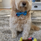 Cutie Ties Dog Bow Tie