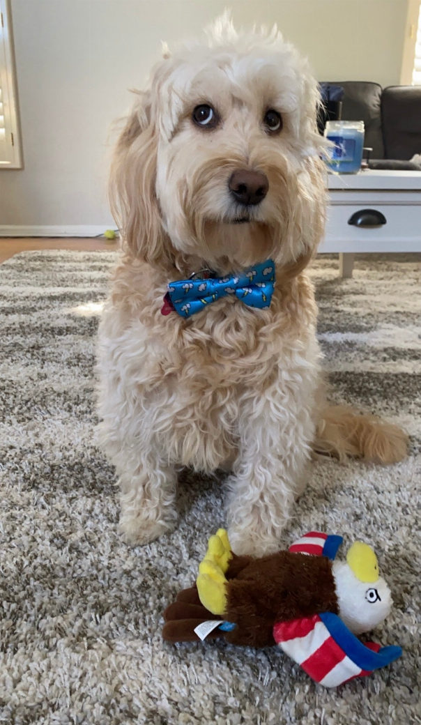 Cutie Ties Dog Bow Tie