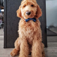 Cutie Ties Dog Bow Tie