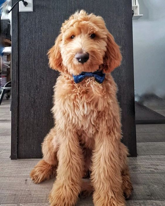 Cutie Ties Dog Bow Tie