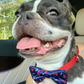 Cutie Ties Dog Bow Tie