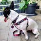 The Dowg Dog Harness