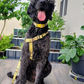 The Dowg Dog Harness