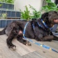 The Dowg Dog Harness