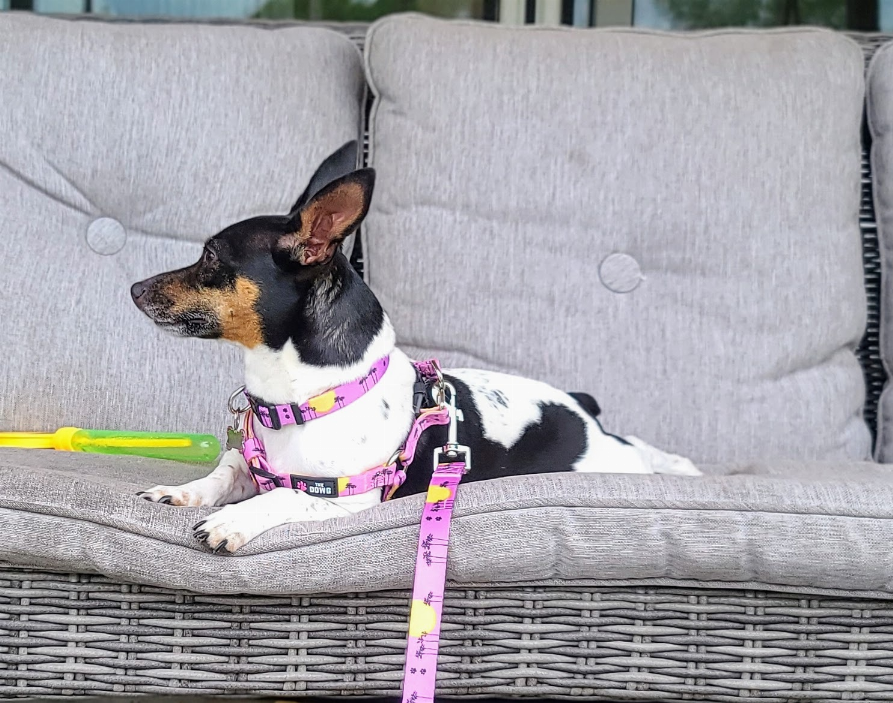 The Dowg Dog Harness